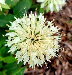 Monarda luteola