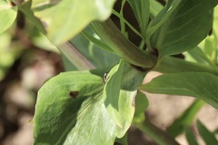 Limneriini