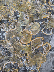 Variospora aurantia