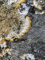 Variospora aurantia