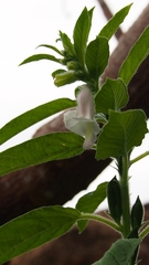Sesamum indicum
