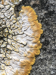 Variospora aurantia