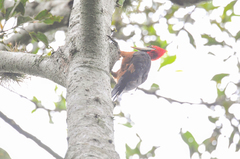 Campephilus rubricollis