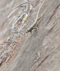 Tropidurus melanopleurus
