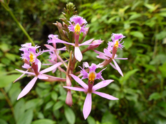 Epidendrum arachnoglossum