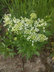 Lepidium draba
