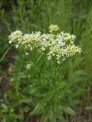 Lepidium draba