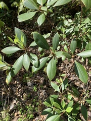 Rhododendron minus