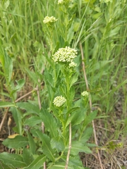 Lepidium draba