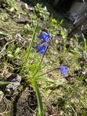 Scilla siberica