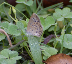 Pseudozizeeria maha