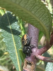 Phidippus johnsoni