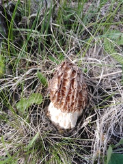 Morchella steppicola