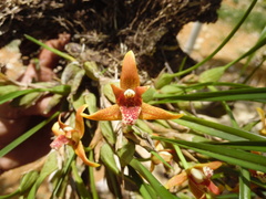 Maxillaria tenuifolia