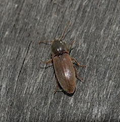Agriotes lineatus