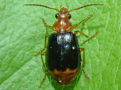 Lebia marginata