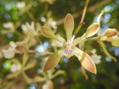 Encyclia belizensis