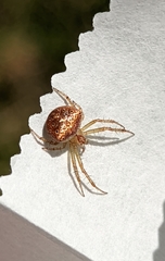 Araneus miniatus