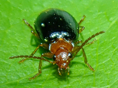 Lebia marginata