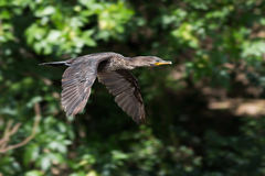 Nannopterum brasilianum