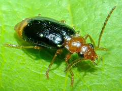Lebia marginata