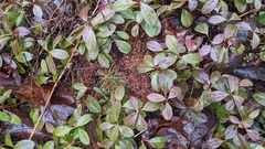 Dolichoderus taschenbergi