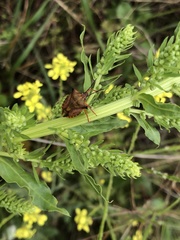 Carpocoris mediterraneus atlanticus