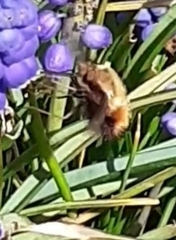 Bombylius discolor