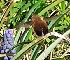 Bombylius discolor