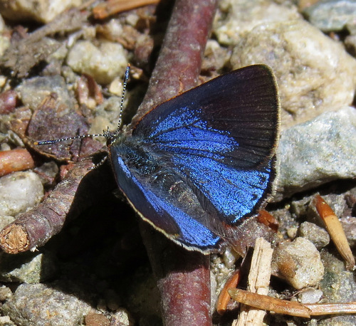 Early Hairstreak photo 2