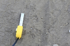 Spilogale gracilis