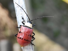 Meristata spilota