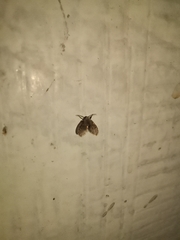 Clogmia albipunctata