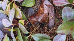 Dolichoderus taschenbergi