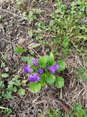 Viola odorata
