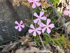 Silene caroliniana
