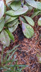 Dolichoderus taschenbergi