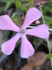 Silene caroliniana