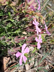 Silene caroliniana