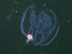 Hyperiidae