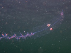 Hyperiidae