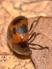 Diaperis nigronotata
