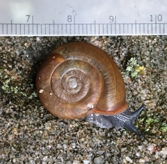 Triodopsis platysayoides