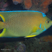 Townsend Angelfish - Photo (c) Pauline Walsh Jacobson, some rights reserved (CC BY), uploaded by Pauline Walsh Jacobson