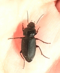 Harpalus dimidiatus