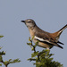 Mimus triurus - Photo (c) Jorge Schlemmer, μερικά δικαιώματα διατηρούνται (CC BY-NC), uploaded by Jorge Schlemmer