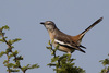 White-banded Mockingbird - Photo (c) Jorge Schlemmer, some rights reserved (CC BY-NC), uploaded by Jorge Schlemmer