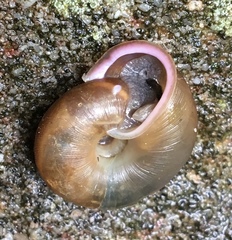 Triodopsis platysayoides