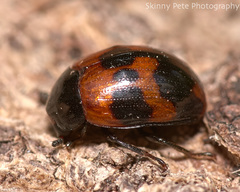 Diaperis nigronotata