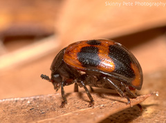 Diaperis nigronotata